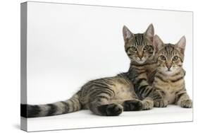 Tabby Kittens, Stanley and Fosset, 4 Months Old, Lounging Together-Mark Taylor-Stretched Canvas