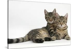 Tabby Kittens, Stanley and Fosset, 4 Months Old, Lounging Together-Mark Taylor-Stretched Canvas