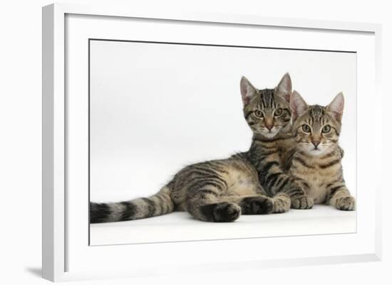 Tabby Kittens, Stanley and Fosset, 4 Months Old, Lounging Together-Mark Taylor-Framed Photographic Print