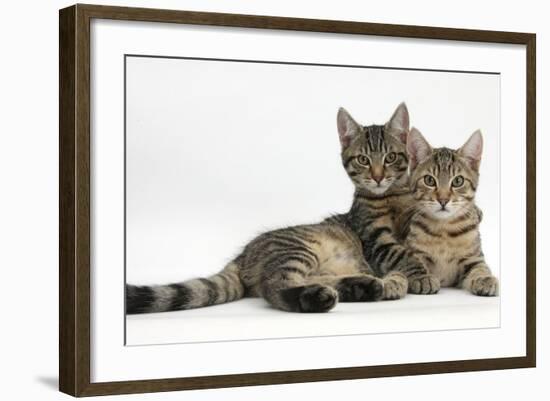 Tabby Kittens, Stanley and Fosset, 4 Months Old, Lounging Together-Mark Taylor-Framed Photographic Print