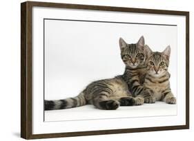 Tabby Kittens, Stanley and Fosset, 4 Months Old, Lounging Together-Mark Taylor-Framed Photographic Print