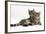 Tabby Kittens, Stanley and Fosset, 4 Months Old, Lounging Together-Mark Taylor-Framed Photographic Print