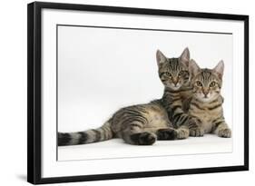 Tabby Kittens, Stanley and Fosset, 4 Months Old, Lounging Together-Mark Taylor-Framed Photographic Print