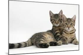 Tabby Kittens, Stanley and Fosset, 4 Months Old, Lounging Together-Mark Taylor-Mounted Photographic Print