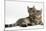 Tabby Kittens, Stanley and Fosset, 4 Months Old, Lounging Together-Mark Taylor-Mounted Photographic Print