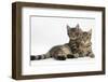 Tabby Kittens, Stanley and Fosset, 4 Months Old, Lounging Together-Mark Taylor-Framed Photographic Print