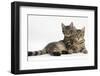 Tabby Kittens, Stanley and Fosset, 4 Months Old, Lounging Together-Mark Taylor-Framed Photographic Print