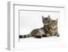 Tabby Kittens, Stanley and Fosset, 4 Months Old, Lounging Together-Mark Taylor-Framed Photographic Print