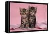Tabby Kittens, Stanley and Fosset, 6 Weeks, under a Pink Scarf-Mark Taylor-Framed Stretched Canvas
