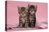 Tabby Kittens, Stanley and Fosset, 6 Weeks, under a Pink Scarf-Mark Taylor-Stretched Canvas