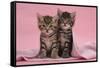 Tabby Kittens, Stanley and Fosset, 6 Weeks, under a Pink Scarf-Mark Taylor-Framed Stretched Canvas