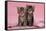 Tabby Kittens, Stanley and Fosset, 6 Weeks, under a Pink Scarf-Mark Taylor-Framed Stretched Canvas