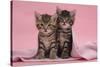 Tabby Kittens, Stanley and Fosset, 6 Weeks, under a Pink Scarf-Mark Taylor-Stretched Canvas