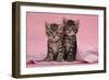 Tabby Kittens, Stanley and Fosset, 6 Weeks, under a Pink Scarf-Mark Taylor-Framed Photographic Print