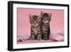 Tabby Kittens, Stanley and Fosset, 6 Weeks, under a Pink Scarf-Mark Taylor-Framed Photographic Print