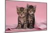 Tabby Kittens, Stanley and Fosset, 6 Weeks, under a Pink Scarf-Mark Taylor-Mounted Photographic Print