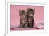 Tabby Kittens, Stanley and Fosset, 6 Weeks, under a Pink Scarf-Mark Taylor-Framed Photographic Print