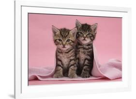 Tabby Kittens, Stanley and Fosset, 6 Weeks, under a Pink Scarf-Mark Taylor-Framed Photographic Print