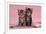 Tabby Kittens, Stanley and Fosset, 6 Weeks, under a Pink Scarf-Mark Taylor-Framed Photographic Print