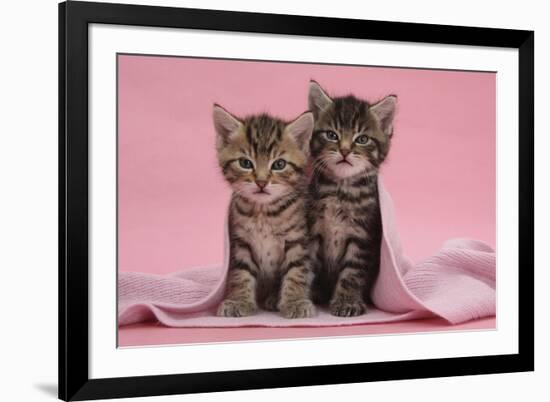 Tabby Kittens, Stanley and Fosset, 6 Weeks, under a Pink Scarf-Mark Taylor-Framed Photographic Print