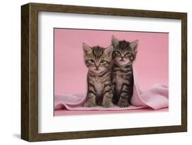 Tabby Kittens, Stanley and Fosset, 6 Weeks, under a Pink Scarf-Mark Taylor-Framed Photographic Print