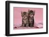 Tabby Kittens, Stanley and Fosset, 6 Weeks, under a Pink Scarf-Mark Taylor-Framed Photographic Print