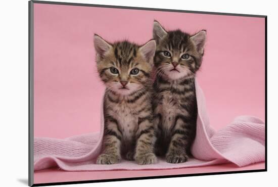 Tabby Kittens, Stanley and Fosset, 6 Weeks, under a Pink Scarf-Mark Taylor-Mounted Photographic Print
