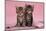 Tabby Kittens, Stanley and Fosset, 6 Weeks, under a Pink Scarf-Mark Taylor-Mounted Photographic Print
