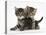 Tabby Kittens, Stanley and Fosset, 6 Weeks-Mark Taylor-Stretched Canvas