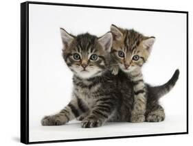 Tabby Kittens, Stanley and Fosset, 6 Weeks-Mark Taylor-Framed Stretched Canvas