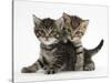 Tabby Kittens, Stanley and Fosset, 6 Weeks-Mark Taylor-Stretched Canvas