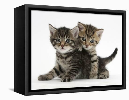 Tabby Kittens, Stanley and Fosset, 6 Weeks-Mark Taylor-Framed Stretched Canvas