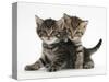 Tabby Kittens, Stanley and Fosset, 6 Weeks-Mark Taylor-Stretched Canvas