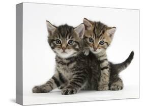 Tabby Kittens, Stanley and Fosset, 6 Weeks-Mark Taylor-Stretched Canvas