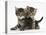 Tabby Kittens, Stanley and Fosset, 6 Weeks-Mark Taylor-Stretched Canvas