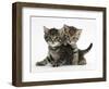 Tabby Kittens, Stanley and Fosset, 6 Weeks-Mark Taylor-Framed Photographic Print