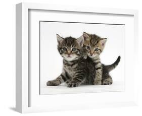 Tabby Kittens, Stanley and Fosset, 6 Weeks-Mark Taylor-Framed Photographic Print