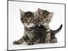 Tabby Kittens, Stanley and Fosset, 6 Weeks-Mark Taylor-Mounted Photographic Print