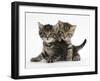 Tabby Kittens, Stanley and Fosset, 6 Weeks-Mark Taylor-Framed Photographic Print