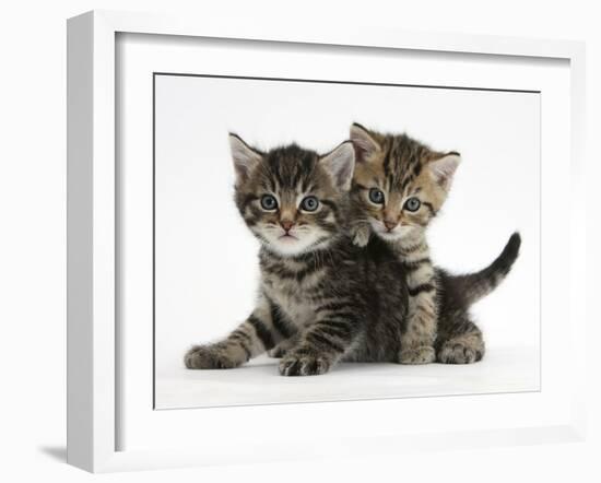 Tabby Kittens, Stanley and Fosset, 6 Weeks-Mark Taylor-Framed Photographic Print