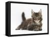 Tabby Maine Coon Kitten, Logan, 12 Weeks, Lying with Head Up-Mark Taylor-Framed Stretched Canvas