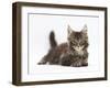 Tabby Maine Coon Kitten, Logan, 12 Weeks, Lying with Head Up-Mark Taylor-Framed Photographic Print
