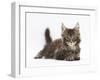 Tabby Maine Coon Kitten, Logan, 12 Weeks, Lying with Head Up-Mark Taylor-Framed Photographic Print