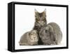 Tabby Maine Coon Kitten, Logan, 12 Weeks, with Rabbit and Guinea Pig-Mark Taylor-Framed Stretched Canvas