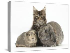 Tabby Maine Coon Kitten, Logan, 12 Weeks, with Rabbit and Guinea Pig-Mark Taylor-Stretched Canvas