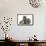 Tabby Maine Coon Kitten, Logan, 12 Weeks, with Rabbit and Guinea Pig-Mark Taylor-Framed Stretched Canvas displayed on a wall