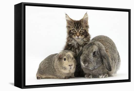 Tabby Maine Coon Kitten, Logan, 12 Weeks, with Rabbit and Guinea Pig-Mark Taylor-Framed Stretched Canvas