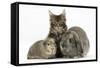 Tabby Maine Coon Kitten, Logan, 12 Weeks, with Rabbit and Guinea Pig-Mark Taylor-Framed Stretched Canvas