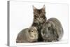 Tabby Maine Coon Kitten, Logan, 12 Weeks, with Rabbit and Guinea Pig-Mark Taylor-Stretched Canvas