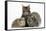 Tabby Maine Coon Kitten, Logan, 12 Weeks, with Rabbit and Guinea Pig-Mark Taylor-Framed Stretched Canvas